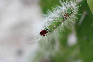 a bug crawling on cactus leaves