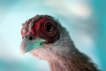 the look of a frightened pheasant