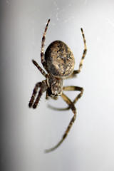 the night spider is ready to hunt