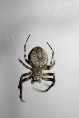 the night spider is ready to hunt