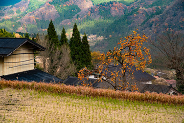 autumn countryside landscape in japan