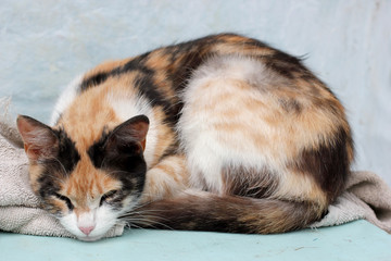 in the afternoon, the cat's resting place