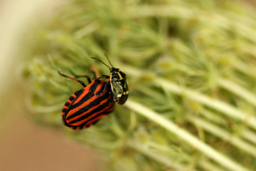 the discussion between two bugs