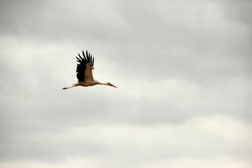 free flight of the white crane