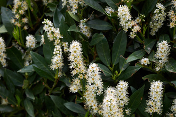 Prunus laurocerasus Otto Luyken