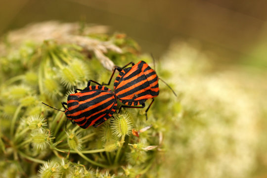 autumn mating season in insects