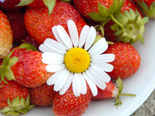 Chamomile on the background of ripe juicy red strawberries