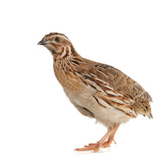 Obraz premium Wild quail, Coturnix coturnix, isolated on a white background