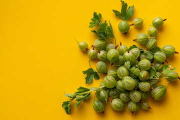 top view of raw  gooseberry branch with leaves.