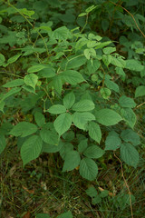 Rubus idaeus shrub in bloom