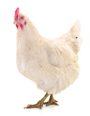 white hen isolated.