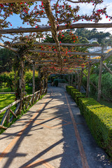 Italy, Capri, avenue in the gardens of Augustus