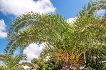 green palm trees, bushes against a blue sky with clouds; beautiful nature. Background