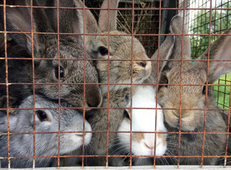 Obraz premium Several adult rabbits in a cage with metal bars, farming