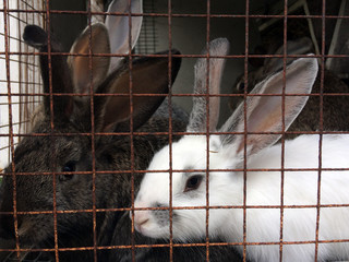 Obraz premium Several adult rabbits in a cage with metal bars, farming