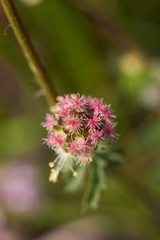 Sanguisorba minor close up