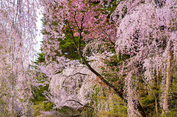 full blooming sakura in japan