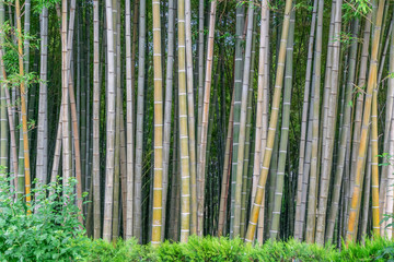 green, high bamboo grove in the park on a sunny day, Batumi, Georgia