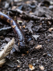 Regenwurm auf dem Waldboden