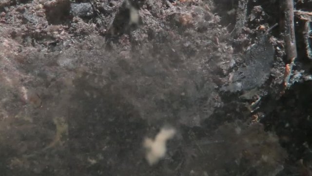 sludge moving in freshwater pond and weakens visibility