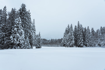 灰色の空と白く染まった木々