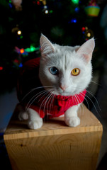 New Year, waiting for a miracle, cat|