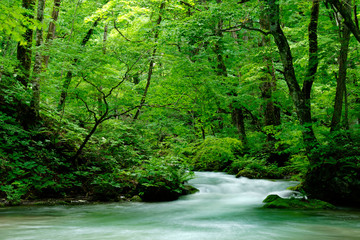 river and forest in spring