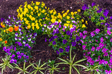 Italy, Capri, plants and flowers in the typical streets