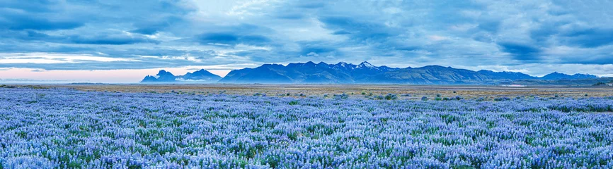 Photo sur Plexiglas Ciel bleu Bannière pour la conception de sites Web : vue spectaculaire sur les champs en fleurs de fleurs de lupin au fond des sommets des montagnes en Islande pendant les nuits blanches, l& 39 été. Incroyable paysage panoramique islandais de couleur bleue