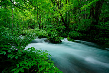 river and forest in spring