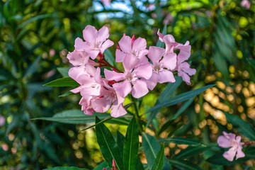 Beautiful delicate little pink flowers growing outdoor in sunny summer park with blurry green and golden defocused plants background. Horizontal color photography.