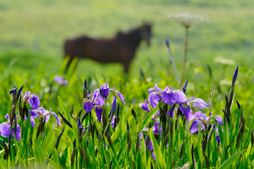purple flower is blooming on hill