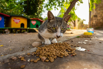 Portrait of street homeless cat eating food at special place outdoor where people helping cats to...