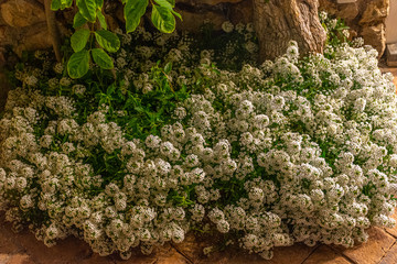 Italy, Capri, plants and flowers in the typical streets