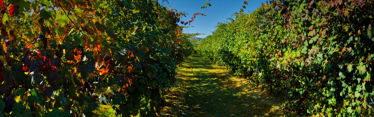 Fototapeta na wymiar wonderful vineyard of Lambrusco Grasparossa in panoramic format, made in the province of Modena ITALY in the hills of Castel Vetro / Levizzano, where the famous Lambrusco Grasparossa is produced