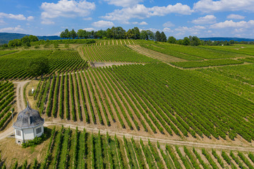 Fototapeta na wymiar Blick von oben auf die Weinberge nahe Eltville/Deutschland im Rheingau
