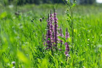 Wild flowers on the meadow with peaceful colors. Perfect background for blog articles or website
