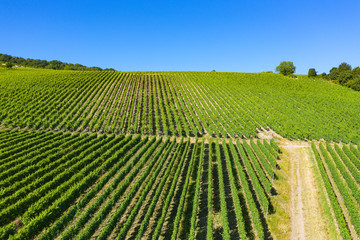 Blick von oben auf die Weinberge nahe Hattenheim/Deutschland im Rheingau