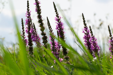 Wild flowers on the meadow with peaceful colors. Perfect background for blog articles or website