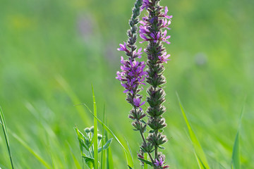Wild flowers on the meadow with peaceful colors. Perfect background for blog articles or website