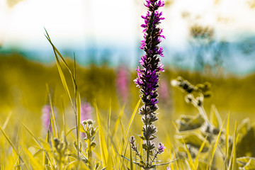 Wild flowers on the meadow with peaceful colors. Perfect background for blog articles or website