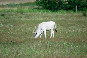 Fototapeta premium Diary animals on the meadow. Farming landscape