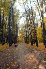 Autumn landscape with pedestrian a path in city park
