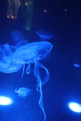 blue jellyfish in water