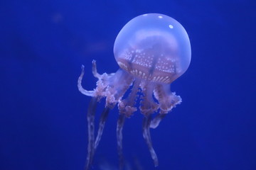 jellyfish on blue background