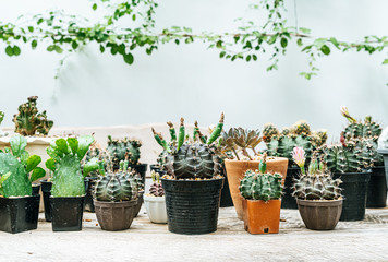 beautiful cactus in pot