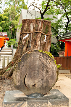 Sacred tree of Ikuta shrine in Kobe, Japan