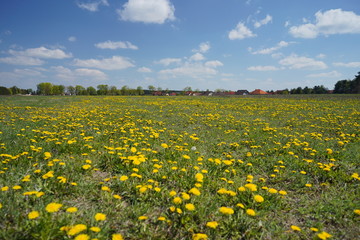 Dandelion field in the spring