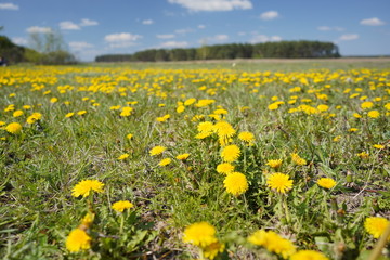 Dandelion field in the spring