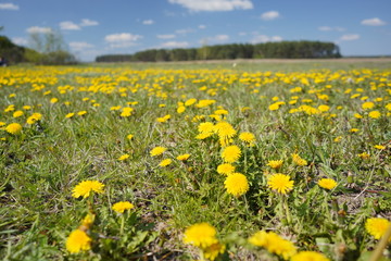 Dandelion field in the spring